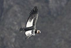 Andean Condor