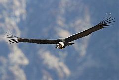 Andean Condor