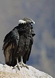 Andean Condor