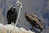 Andean Condor