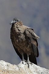 Andean Condor