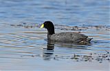 Slate-colored Coot