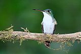 Andean Emerald