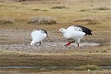 Andean Gooseborder=