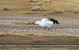 Andean Gooseborder=