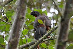 Andean Guan