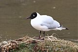 Andean Gullborder=