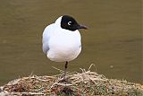 Andean Gull