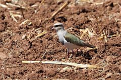 Andean Lapwing