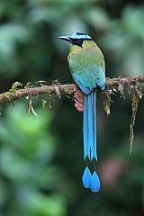 Andean Motmot