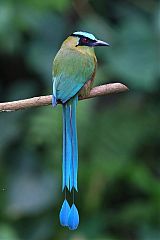 Andean Motmot