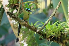 Andean Motmot