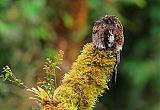 Andean Potoo