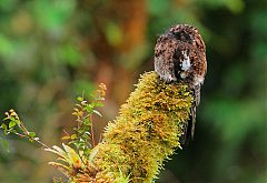 Andean Potoo