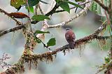 Andean Solitaire