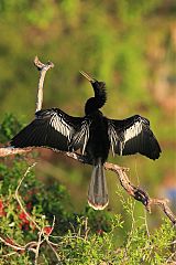 Anhinga