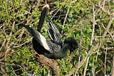 Anhinga