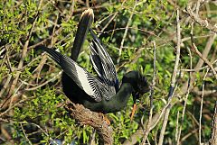 Anhinga