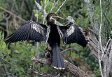 Anhinga