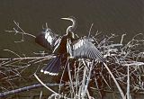 Anhinga