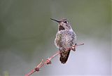 Anna's Hummingbirdborder=