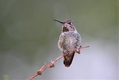 Anna's Hummingbird