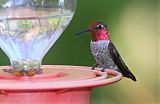 Anna's Hummingbird