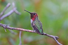 Anna's Hummingbird