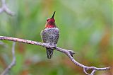 Anna's Hummingbird