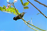 Antillean Crested Hummingbirdborder=