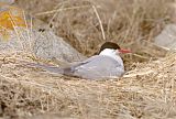 Arctic Tern