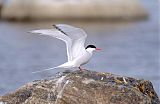 Arctic Tern