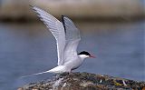 Arctic Tern