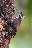 Arizona Woodpecker