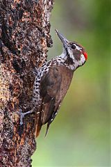 Arizona Woodpecker