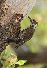 Arizona Woodpecker