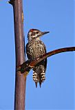 Arizona Woodpecker