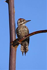 Arizona Woodpecker