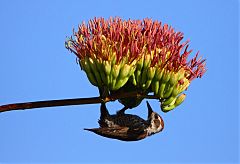 Arizona Woodpecker