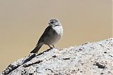 Ash-breasted Sierra-Finch