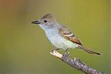 Ash-throated Flycatcherborder=