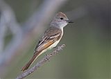 Ash-throated Flycatcherborder=