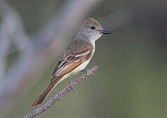 Ash-throated Flycatcher