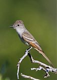 Ash-throated Flycatcher