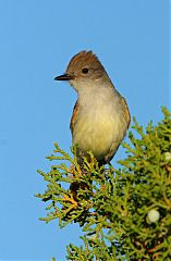 Ash-throated Flycatcher