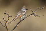 Ash-throated Flycatcher