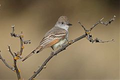 Ash-throated Flycatcher