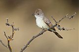 Ash-throated Flycatcherborder=