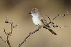 Ash-throated Flycatcher