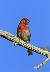 House Finch